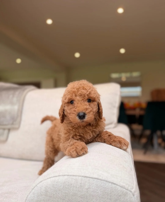 Goldendoodle
