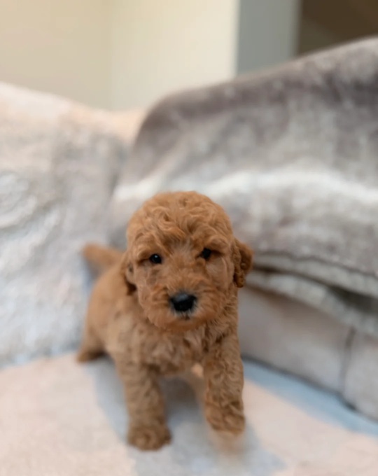 Goldendoodle