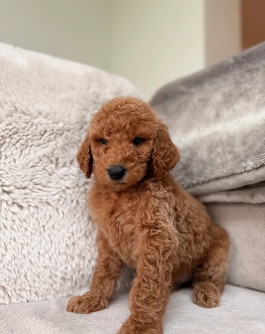Goldendoodle