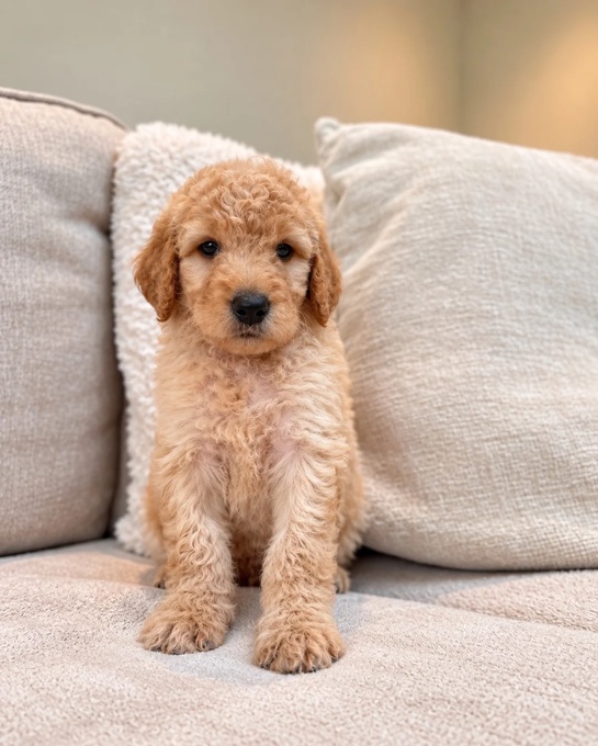 Goldendoodle
