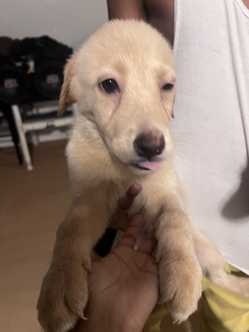 Labrador retriever