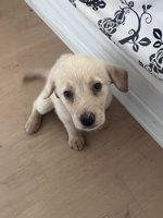 Labrador retriever
