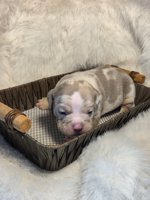 Olde English Bulldogge