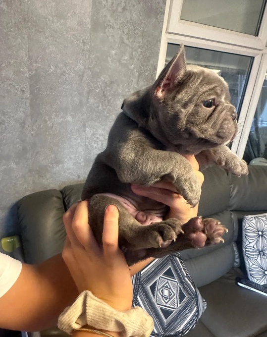 French Bulldog