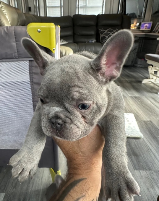 French Bulldog