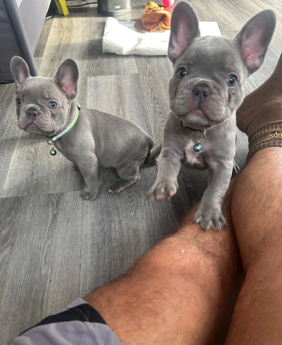 French Bulldog