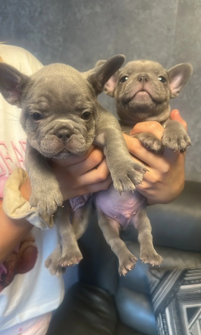 French Bulldog