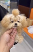 Maltipoo