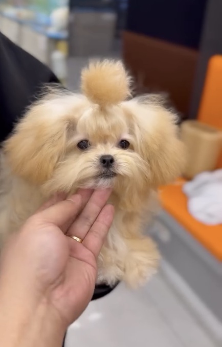 Maltipoo