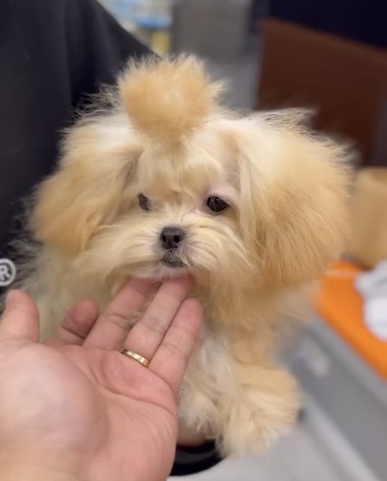 Maltipoo