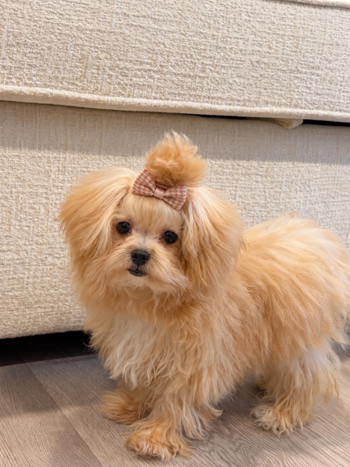 Maltipoo