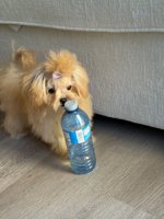 Maltipoo