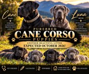 Cane Corso