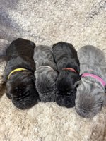 Cane Corso