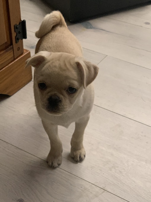 Pug / chou