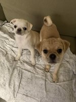 Pug / chou