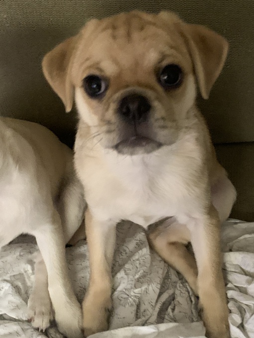 Pug / chou
