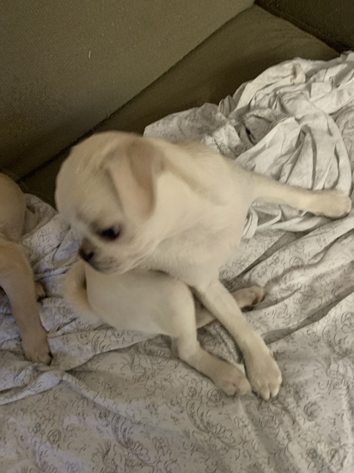 Pug / chou