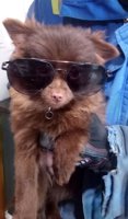 Pomeranian