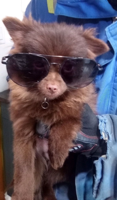 Pomeranian