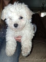 Bichon frise