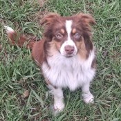 Australian Shepherd