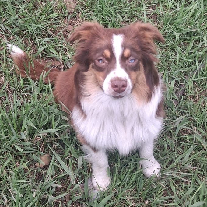 Australian Shepherd