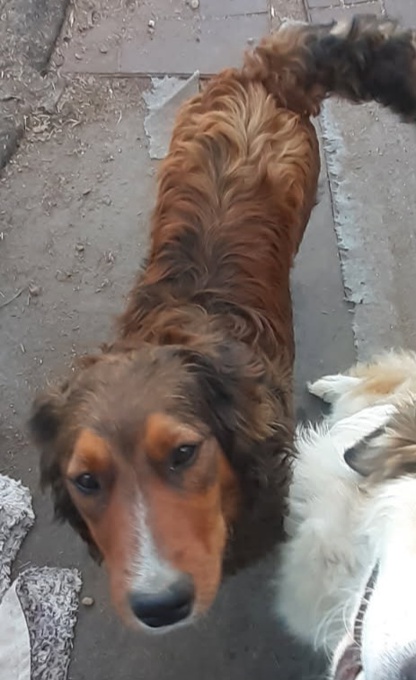 Bernedoodle