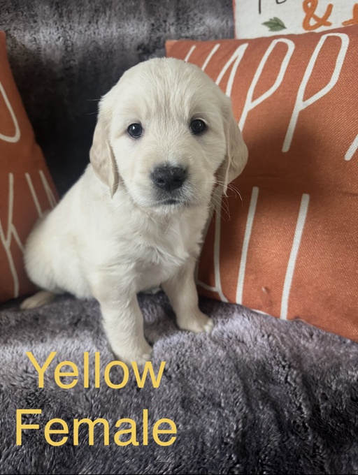 Golden Retriever