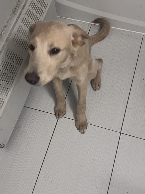 Labrador retriever