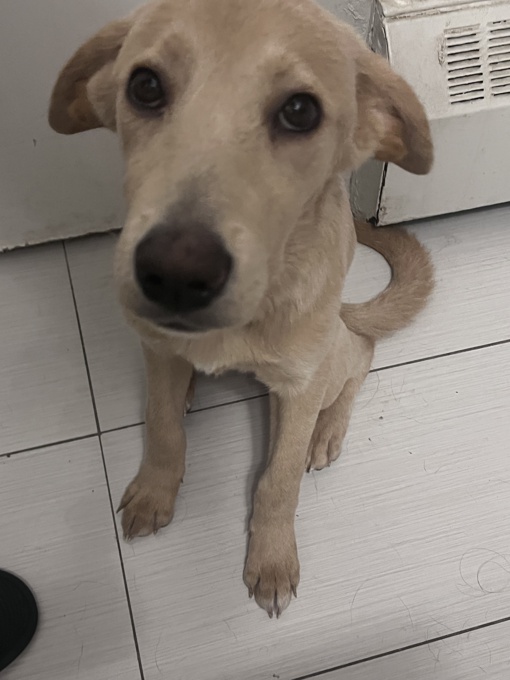 Labrador retriever