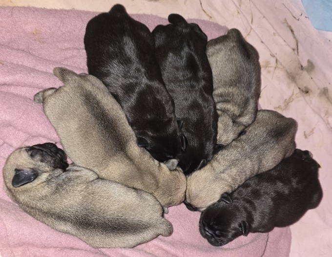 Pug