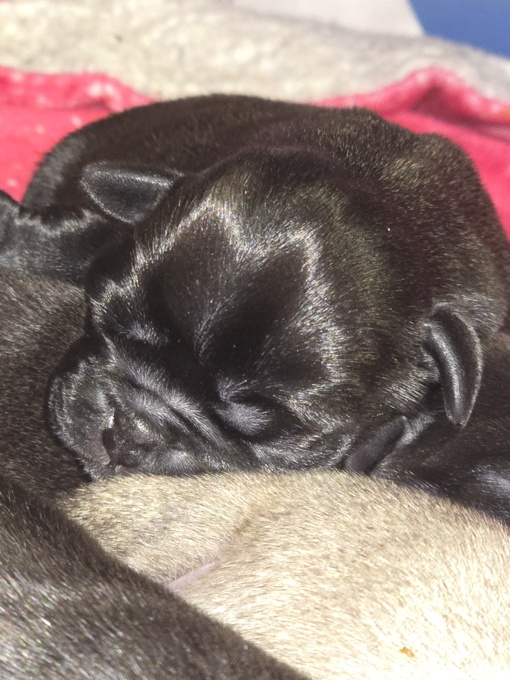 Pug