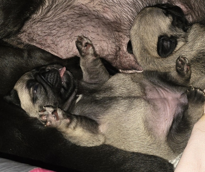 Pug