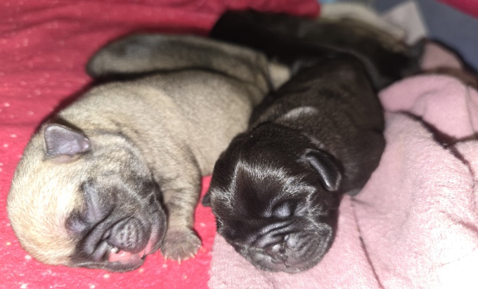 Pug
