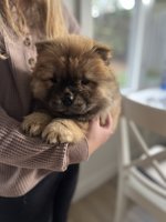 Chow chow