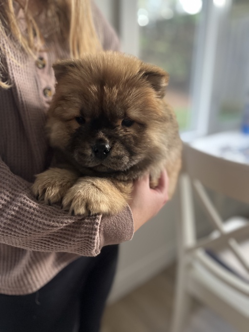 Chow chow
