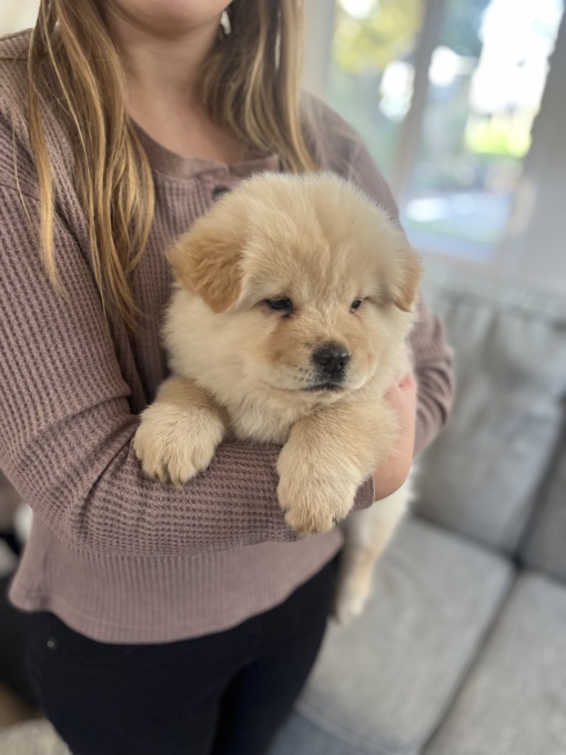 Chow chow