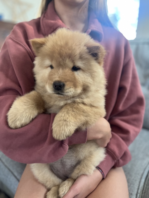 Chow chow