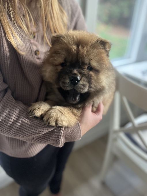 Chow chow
