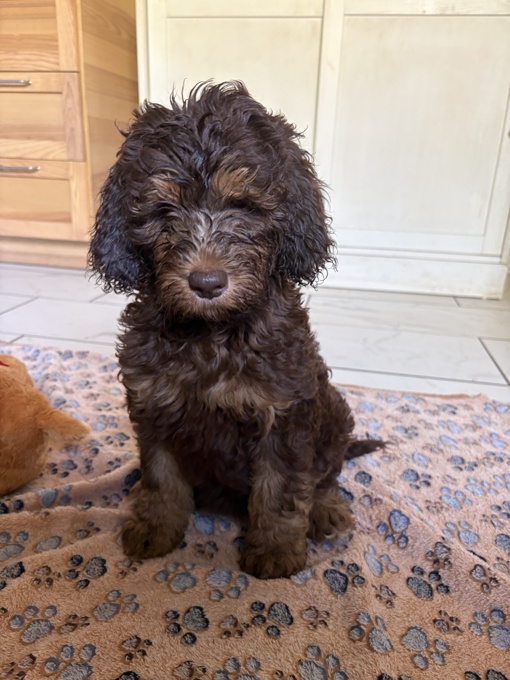 Cockapoo