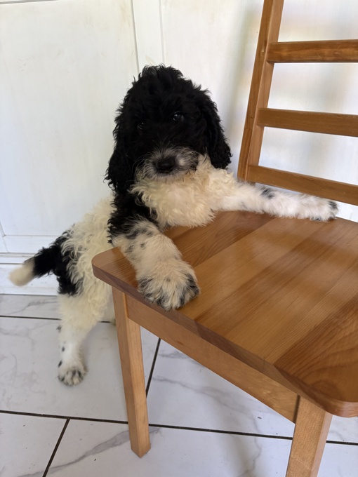 Cockapoo