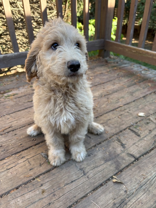 Cockapoo