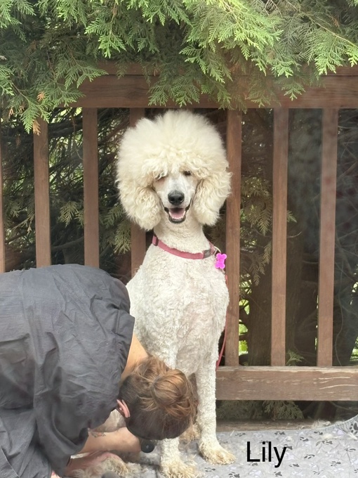 Cockapoo