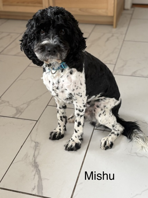 Cockapoo