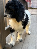 Cockapoo