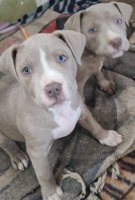 Pitbull