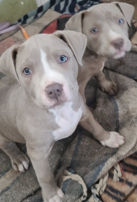 Pitbull
