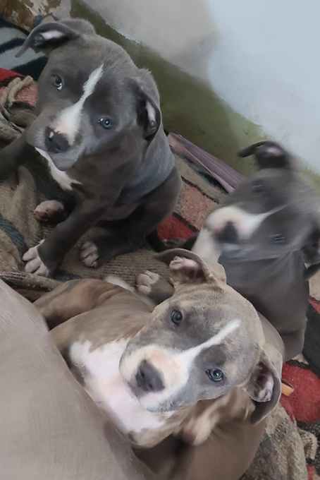 Pitbull