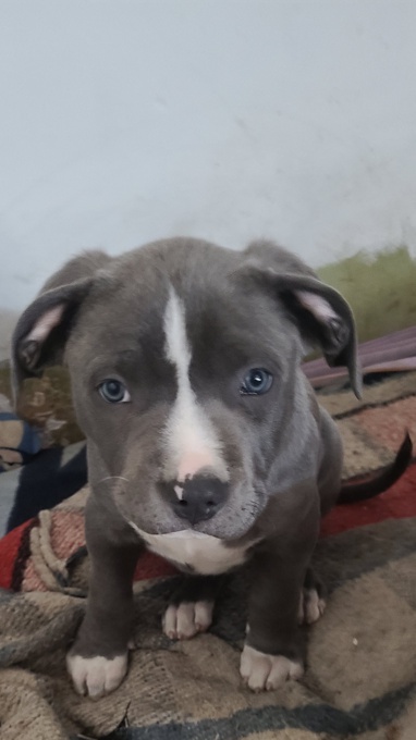 Pitbull